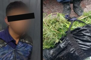 marihuana decomisada en san nicolas