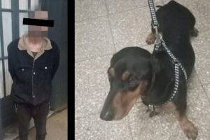 detenido por robar un perro en san nicolas
