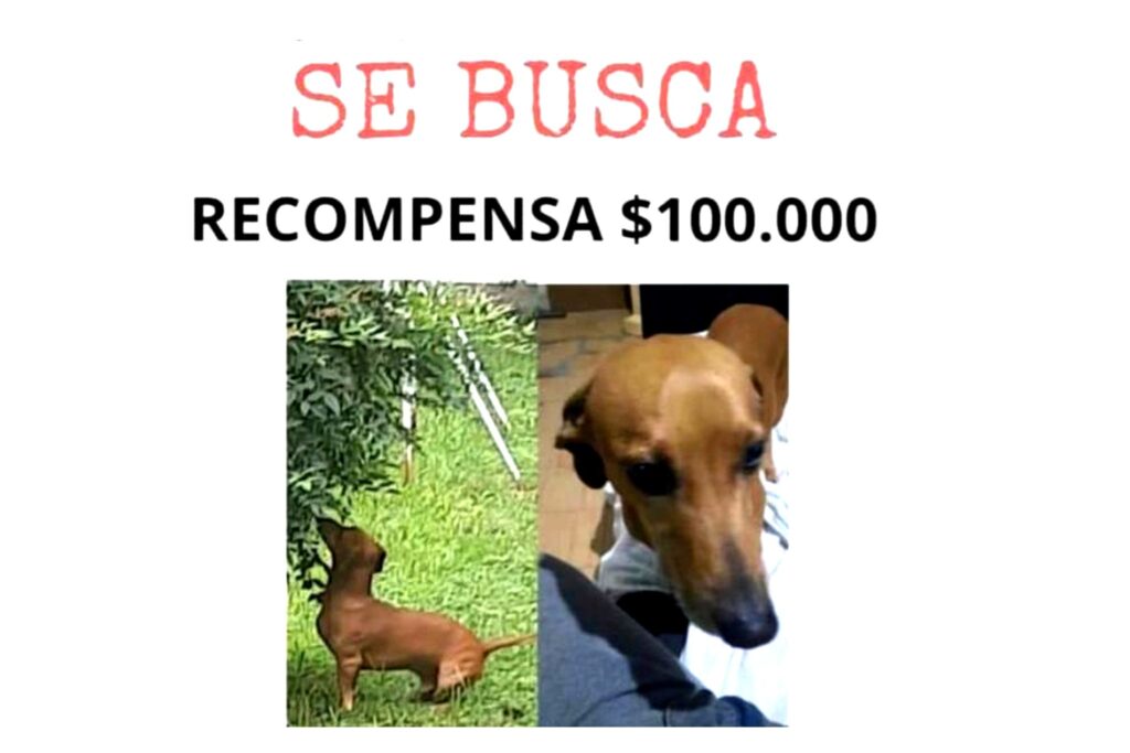 recompensa por encontrar un perro perdido