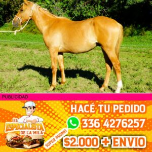 potranca de pelo dorado robada en san nicolas