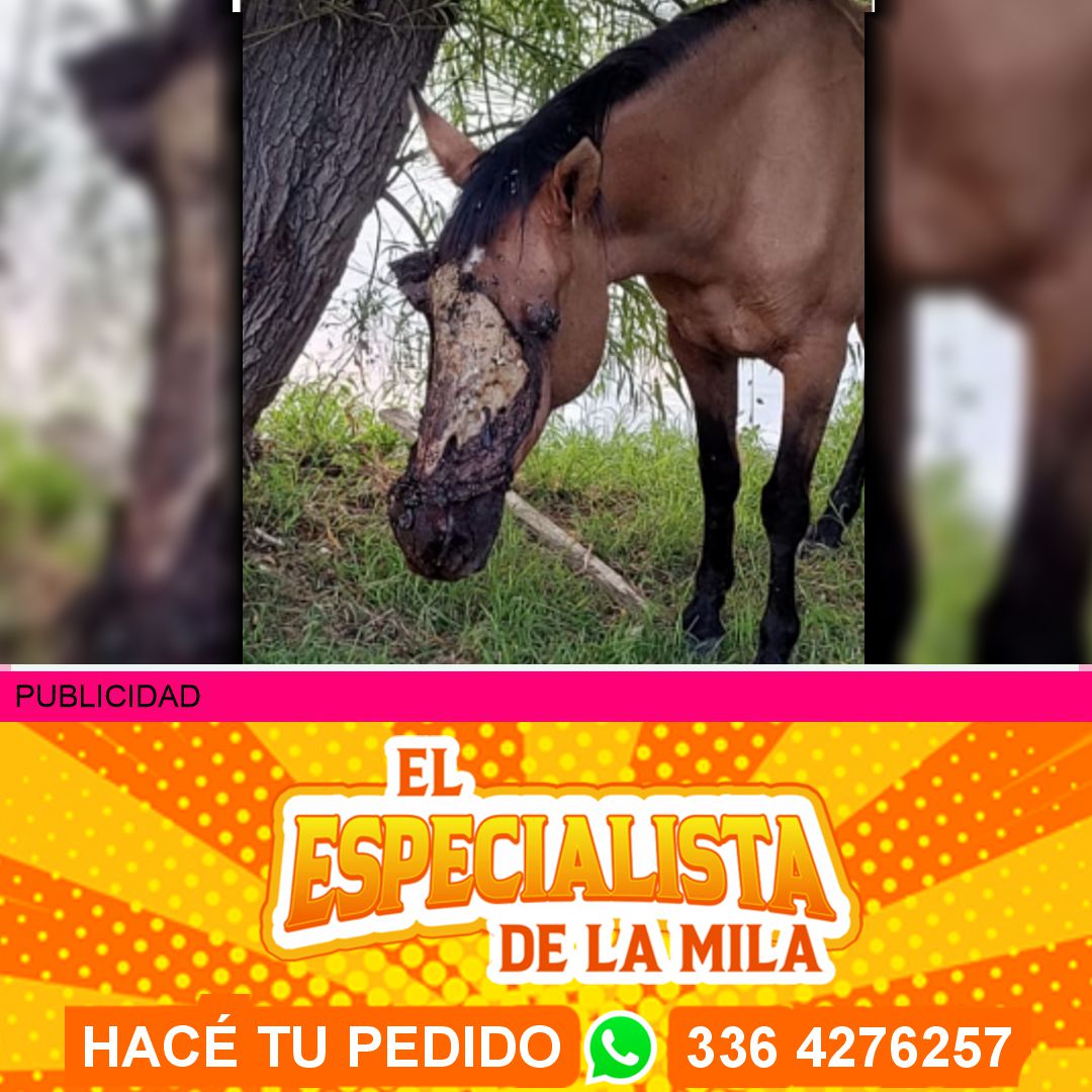 caballo abandonado en la zona de las islas de san Nicolás