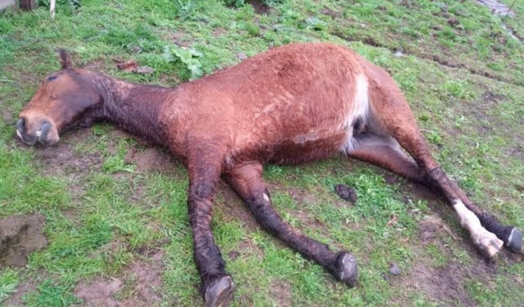 TIROTEO EN BARRIO LAS MELLIZAS: UNA YEGUA MURIÓ ALCANZADA POR UNA BALA