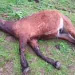 TIROTEO EN BARRIO LAS MELLIZAS: UNA YEGUA MURIÓ ALCANZADA POR UNA BALA