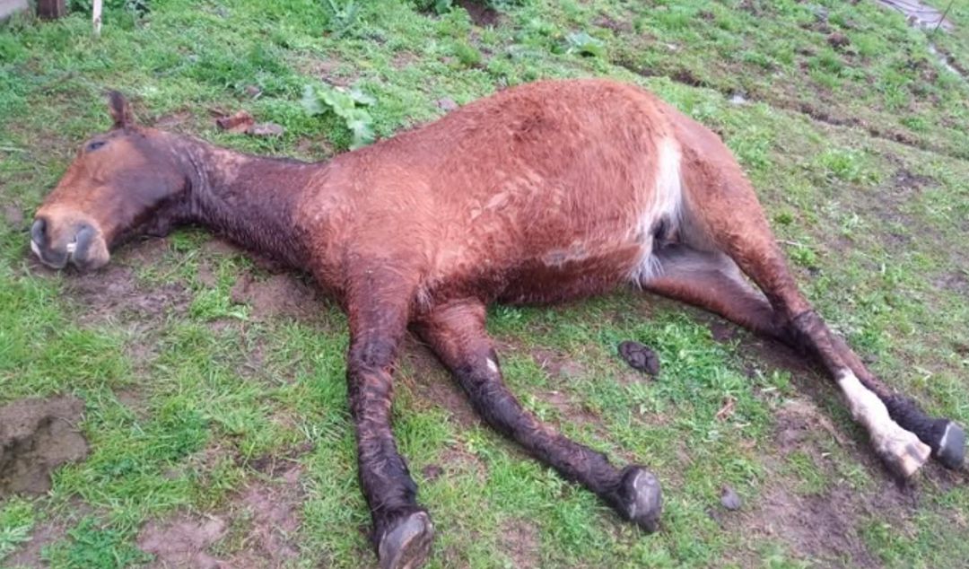 TIROTEO EN BARRIO LAS MELLIZAS: UNA YEGUA MURIÓ ALCANZADA POR UNA BALA