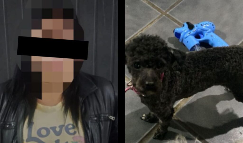 En un operativo realizado por personal de la Comisaría Primera de San Nicolás, se logró recuperar un perro que había sido denunciado como robado. El procedimiento se llevó a cabo el 29 de septiembre en el marco de una investigación por hurto, con intervención de la Unidad Funcional de Instrucción N° 6 del Departamento Judicial San Nicolás.