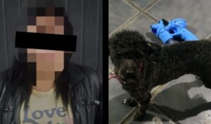 En un operativo realizado por personal de la Comisaría Primera de San Nicolás, se logró recuperar un perro que había sido denunciado como robado. El procedimiento se llevó a cabo el 29 de septiembre en el marco de una investigación por hurto, con intervención de la Unidad Funcional de Instrucción N° 6 del Departamento Judicial San Nicolás.