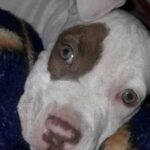 Una vecina de San Nicolás busca desesperadamente a su cachorra pitbull de apenas cuatro meses, extraviada en la zona norte de la ciudad. La pequeña perrita se llama Sofía y posee una característica mancha marrón alrededor de uno de sus ojos, lo que la hace fácilmente reconocible.