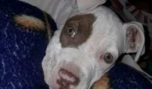 Una vecina de San Nicolás busca desesperadamente a su cachorra pitbull de apenas cuatro meses, extraviada en la zona norte de la ciudad. La pequeña perrita se llama Sofía y posee una característica mancha marrón alrededor de uno de sus ojos, lo que la hace fácilmente reconocible.