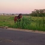 Vecinos de la zona de Avenida Alberdi y Almirante Díaz advirtieron este domingo sobre la presencia de un caballo suelto que representa un importante riesgo para el tránsito vehicular. El animal se desplaza libremente por el sector y, por momentos, desciende a la calle, generando una situación de peligro para los automovilistas que circulan por el lugar.