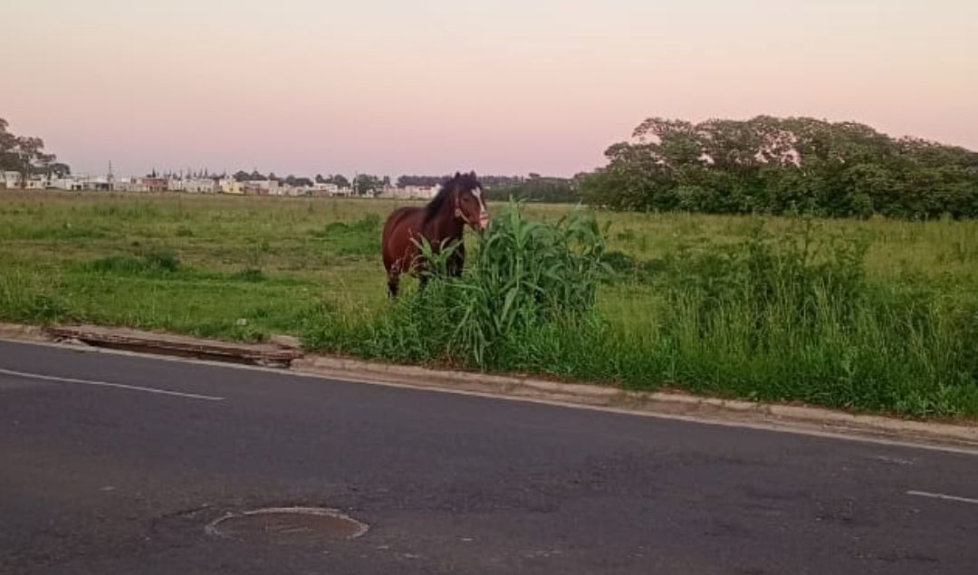 Vecinos de la zona de Avenida Alberdi y Almirante Díaz advirtieron este domingo sobre la presencia de un caballo suelto que representa un importante riesgo para el tránsito vehicular. El animal se desplaza libremente por el sector y, por momentos, desciende a la calle, generando una situación de peligro para los automovilistas que circulan por el lugar.