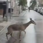 Un hecho tan insólito como sorprendente se registró esta mañana en San Nicolás, cuando vecinos encontraron a un ciervo deambulando por calle Sarmiento, casi Lavalle, en pleno centro de la ciudad. El animal, visiblemente desorientado y rengueando, llamó la atención de transeúntes y automovilistas que no podían creer lo que veían.