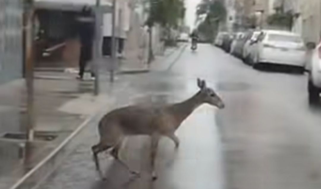 Un hecho tan insólito como sorprendente se registró esta mañana en San Nicolás, cuando vecinos encontraron a un ciervo deambulando por calle Sarmiento, casi Lavalle, en pleno centro de la ciudad. El animal, visiblemente desorientado y rengueando, llamó la atención de transeúntes y automovilistas que no podían creer lo que veían.