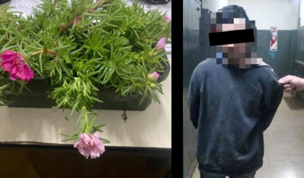 Un insólito hecho se registró en las últimas horas en San Nicolás, cuando un hombre de 34 años fue detenido luego de robar una maceta con flores. Según declaró al momento de su aprehensión, su intención era hacerle un regalo especial a su esposa, pero no tenía dinero para comprarlo.