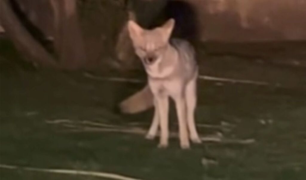 Vecinos de San Nicolás quedaron asombrados tras el inusual avistamiento de un zorro blanco en plena zona urbana. El hecho ocurrió sobre avenida Savio al 700, casi Cavalli, donde el animal fue visto y grabado con un teléfono celular por transeúntes que no salían de su asombro.