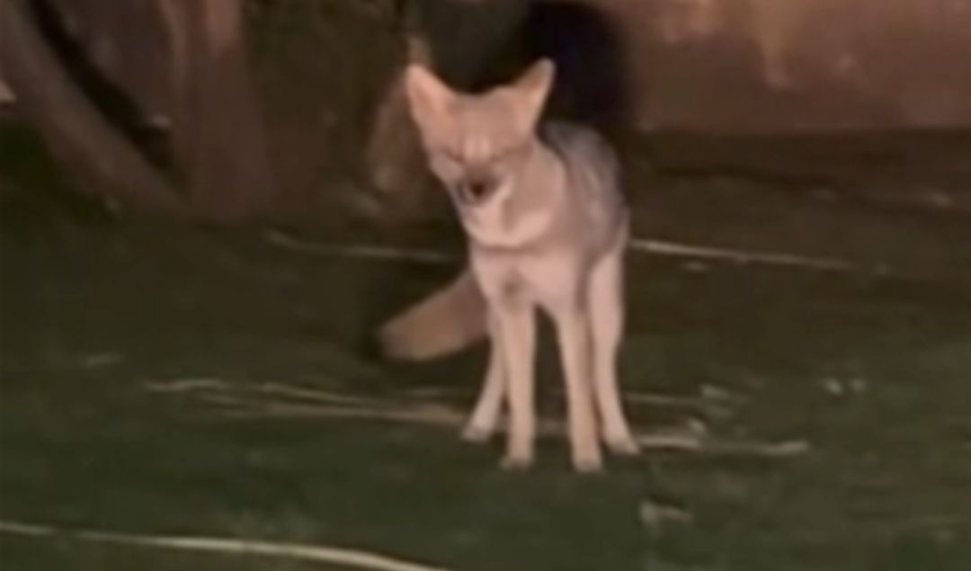Vecinos de San Nicolás quedaron asombrados tras el inusual avistamiento de un zorro blanco en plena zona urbana. El hecho ocurrió sobre avenida Savio al 700, casi Cavalli, donde el animal fue visto y grabado con un teléfono celular por transeúntes que no salían de su asombro.