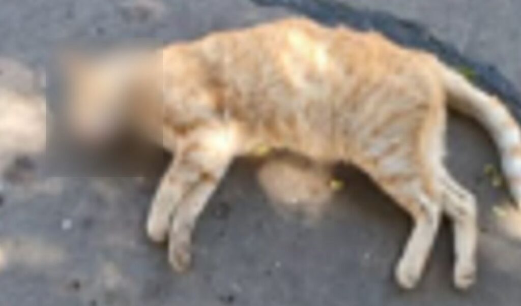 Vecinos del barrio Saavedra denunciaron una preocupante situación que viene repitiéndose en la zona: el presunto envenenamiento de animales domésticos. Según relataron, ya se realizaron las denuncias correspondientes, pero aseguran haber sufrido represalias por parte de una familia señalada como responsable.