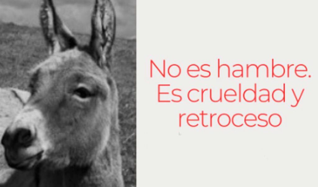 La asociación civil Rescate Equino San Nicolás manifestó su enérgico rechazo a la comercialización de carne de burro, al considerar que se trata de un animal perteneciente a la familia equina y que su faena vulnera normativas vigentes. Desde la entidad local se sumaron al reclamo impulsado por diversas instituciones del país, señalando que esta práctica podría constituir una violación a la ley de maltrato animal e incluso resultar ilegal según disposiciones del SENASA.