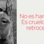La asociación civil Rescate Equino San Nicolás manifestó su enérgico rechazo a la comercialización de carne de burro, al considerar que se trata de un animal perteneciente a la familia equina y que su faena vulnera normativas vigentes. Desde la entidad local se sumaron al reclamo impulsado por diversas instituciones del país, señalando que esta práctica podría constituir una violación a la ley de maltrato animal e incluso resultar ilegal según disposiciones del SENASA.