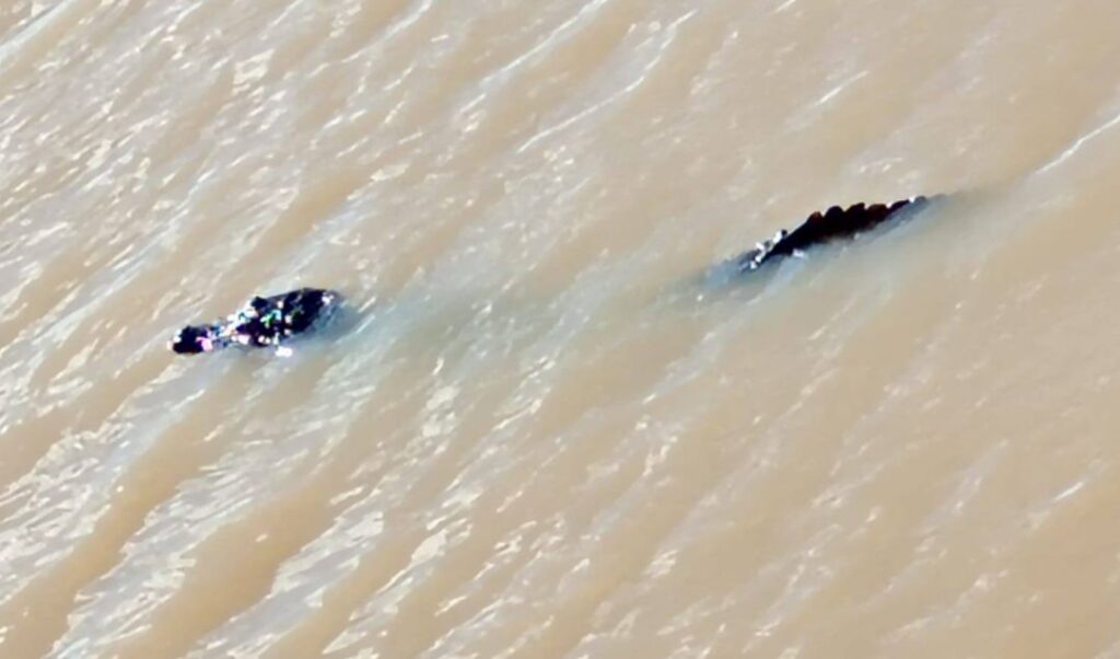 Trabajadores portuarios registraron la presencia de un yacaré de aproximadamente tres metros en el río Paraná, a la altura de la costa de San Nicolás, generando sorpresa y preocupación entre quienes frecuentan la zona. El avistamiento se produjo en cercanías del puerto, donde el animal fue captado en imágenes mientras se desplazaba por el agua.