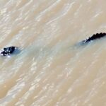 Trabajadores portuarios registraron la presencia de un yacaré de aproximadamente tres metros en el río Paraná, a la altura de la costa de San Nicolás, generando sorpresa y preocupación entre quienes frecuentan la zona. El avistamiento se produjo en cercanías del puerto, donde el animal fue captado en imágenes mientras se desplazaba por el agua.