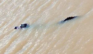 Trabajadores portuarios registraron la presencia de un yacaré de aproximadamente tres metros en el río Paraná, a la altura de la costa de San Nicolás, generando sorpresa y preocupación entre quienes frecuentan la zona. El avistamiento se produjo en cercanías del puerto, donde el animal fue captado en imágenes mientras se desplazaba por el agua.