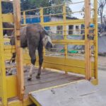 La organización Rescate Equino San Nicolás será la encargada de recibir y cuidar a los caballos secuestrados tras un allanamiento realizado por una causa de faena ilegal de equinos.
