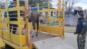 La organización Rescate Equino San Nicolás será la encargada de recibir y cuidar a los caballos secuestrados tras un allanamiento realizado por una causa de faena ilegal de equinos.