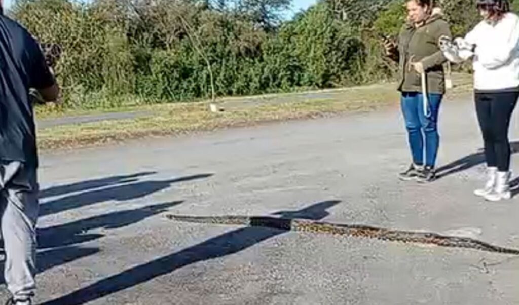 La serpiente encontrada en el Eco Parque San Nicolás fue identificada como una lampalagua, una especie que se caracteriza por atacar mediante la constricción. Esto significa que no utiliza veneno, sino que se enrolla alrededor de sus presas para inmovilizarlas y asfixiarlas. El hallazgo generó sorpresa entre vecinos y visitantes del lugar.