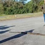 La serpiente encontrada en el Eco Parque San Nicolás fue identificada como una lampalagua, una especie que se caracteriza por atacar mediante la constricción. Esto significa que no utiliza veneno, sino que se enrolla alrededor de sus presas para inmovilizarlas y asfixiarlas. El hallazgo generó sorpresa entre vecinos y visitantes del lugar.