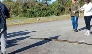 La serpiente encontrada en el Eco Parque San Nicolás fue identificada como una lampalagua, una especie que se caracteriza por atacar mediante la constricción. Esto significa que no utiliza veneno, sino que se enrolla alrededor de sus presas para inmovilizarlas y asfixiarlas. El hallazgo generó sorpresa entre vecinos y visitantes del lugar.
