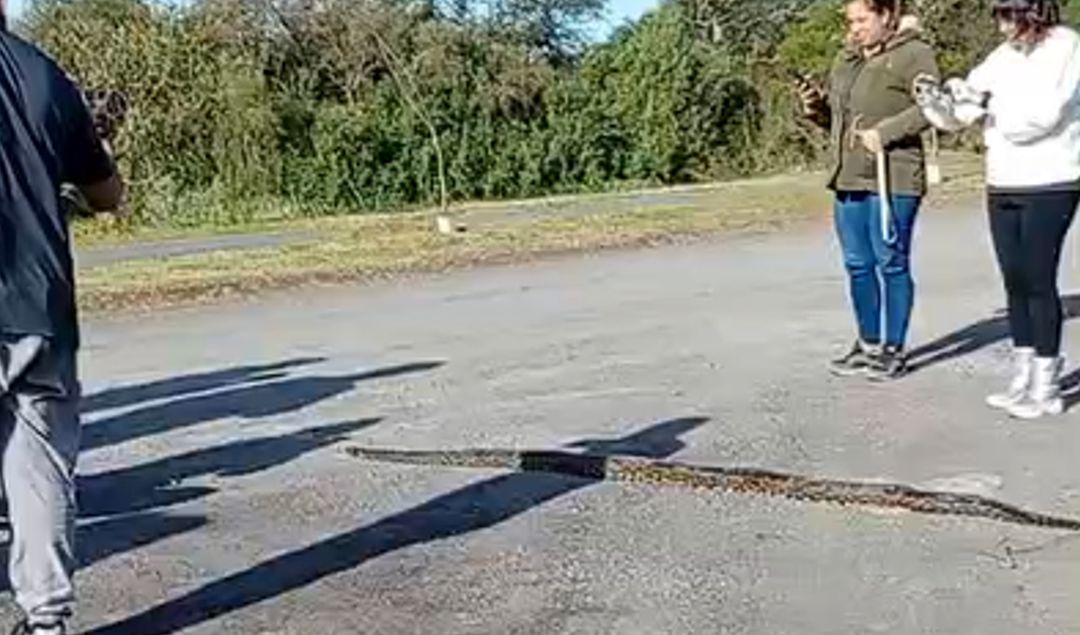 La serpiente encontrada en el Eco Parque San Nicolás fue identificada como una lampalagua, una especie que se caracteriza por atacar mediante la constricción. Esto significa que no utiliza veneno, sino que se enrolla alrededor de sus presas para inmovilizarlas y asfixiarlas. El hallazgo generó sorpresa entre vecinos y visitantes del lugar.