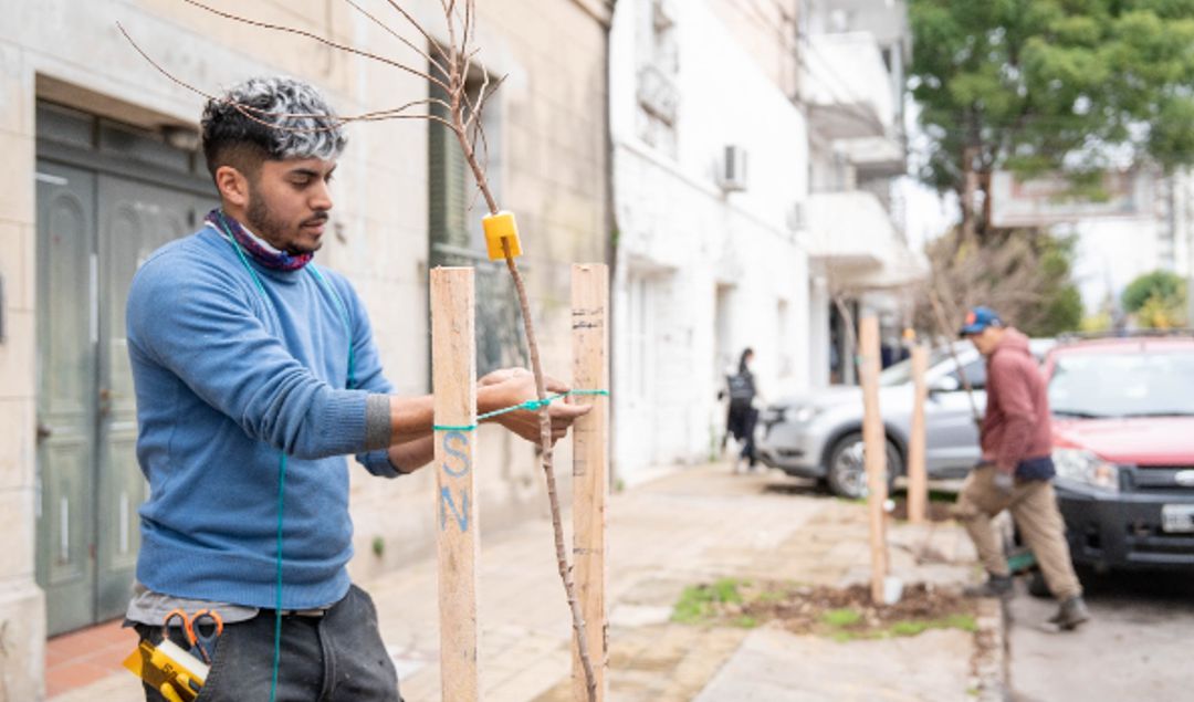 La Municipalidad de San Nicolás continúa desarrollando acciones destinadas a mejorar el entorno urbano y fortalecer el cuidado del medio ambiente. En este marco, se llevan adelante trabajos de plantación de árboles en distintos sectores de la ciudad, con el objetivo de ampliar los espacios verdes y contribuir a una mejor calidad de vida para los vecinos.