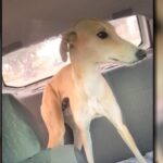 La preocupación crece con el paso de las horas por la desaparición de Mora, una perra galgo de color beige que se perdió en el barrio Las Mellizas. Su familia la busca intensamente y solicita la colaboración de toda la comunidad para poder encontrarla sana y salva.
