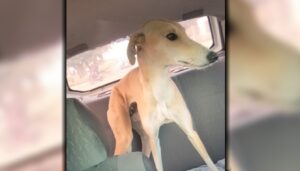 La preocupación crece con el paso de las horas por la desaparición de Mora, una perra galgo de color beige que se perdió en el barrio Las Mellizas. Su familia la busca intensamente y solicita la colaboración de toda la comunidad para poder encontrarla sana y salva.