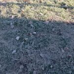 La intensa ola polar que afecta a gran parte del país dejó una mañana histórica en San Nicolás. Vecinos de distintas zonas rurales aseguraron haber observado la caída de pequeños copos similares a la nieve durante la madrugada de este 3 de julio, cuando la ciudad registró las temperaturas más bajas del año. El fenómeno despertó sorpresa y rápidamente comenzó a comentarse en las redes sociales.
