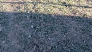 La intensa ola polar que afecta a gran parte del país dejó una mañana histórica en San Nicolás. Vecinos de distintas zonas rurales aseguraron haber observado la caída de pequeños copos similares a la nieve durante la madrugada de este 3 de julio, cuando la ciudad registró las temperaturas más bajas del año. El fenómeno despertó sorpresa y rápidamente comenzó a comentarse en las redes sociales.