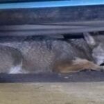 Un inusual episodio sorprendió a vecinos de San Nicolás durante la noche del viernes, cuando un zorro silvestre fue hallado deambulando en plena zona urbana. El animal fue rescatado por personal de Bomberos y de la Policía Local, quienes trabajaron en conjunto para ponerlo a resguardo.
