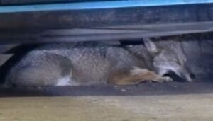 Un inusual episodio sorprendió a vecinos de San Nicolás durante la noche del viernes, cuando un zorro silvestre fue hallado deambulando en plena zona urbana. El animal fue rescatado por personal de Bomberos y de la Policía Local, quienes trabajaron en conjunto para ponerlo a resguardo.