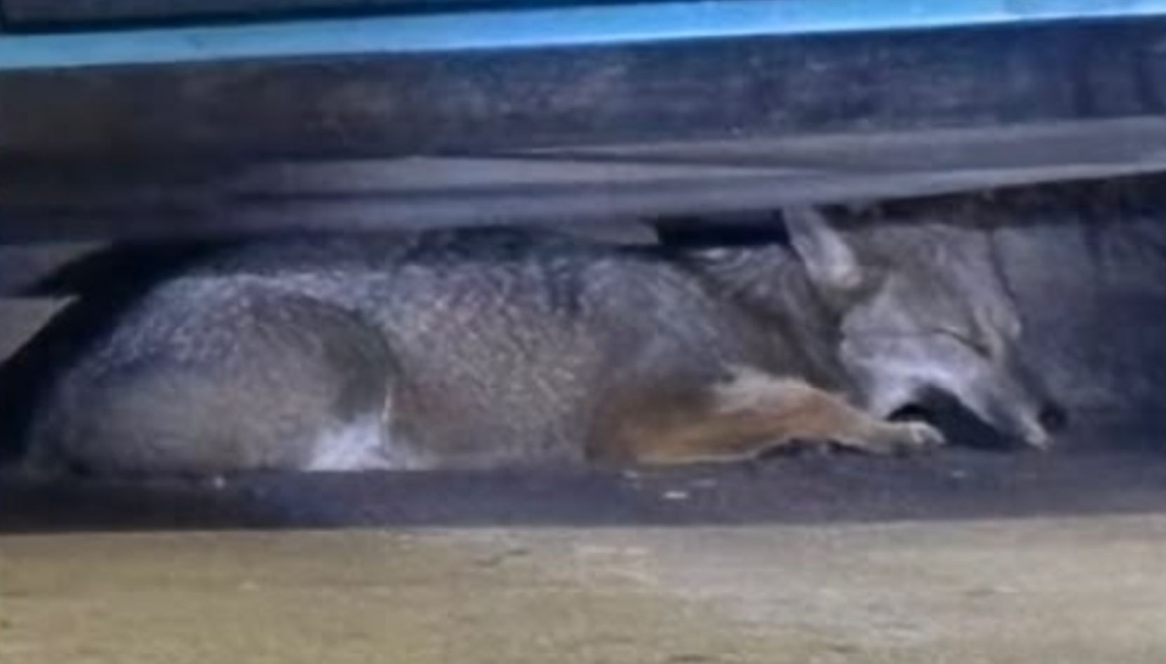 Un inusual episodio sorprendió a vecinos de San Nicolás durante la noche del viernes, cuando un zorro silvestre fue hallado deambulando en plena zona urbana. El animal fue rescatado por personal de Bomberos y de la Policía Local, quienes trabajaron en conjunto para ponerlo a resguardo.