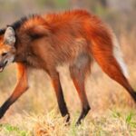 El avistaje de un aguará guazú en distintos sectores de San Nicolás generó sorpresa y preocupación entre los vecinos. Se trata de una especie emblemática de la fauna sudamericana que se encuentra amenazada y cuya conservación es prioritaria, por lo que su presencia en una zona urbana representa un hecho poco habitual.