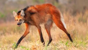 El avistaje de un aguará guazú en distintos sectores de San Nicolás generó sorpresa y preocupación entre los vecinos. Se trata de una especie emblemática de la fauna sudamericana que se encuentra amenazada y cuya conservación es prioritaria, por lo que su presencia en una zona urbana representa un hecho poco habitual.