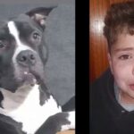 La historia que había conmovido a toda la comunidad nicoleña finalmente tuvo un final feliz. El perro que un niño buscaba desesperadamente fue recuperado y ya se encuentra nuevamente junto a su familia.