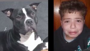 La historia que había conmovido a toda la comunidad nicoleña finalmente tuvo un final feliz. El perro que un niño buscaba desesperadamente fue recuperado y ya se encuentra nuevamente junto a su familia.