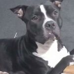 Con lágrimas en los ojos y un pedido que conmueve a todos, un niño busca desesperadamente a su perro, al que considera mucho más que una mascota: su mejor amigo.