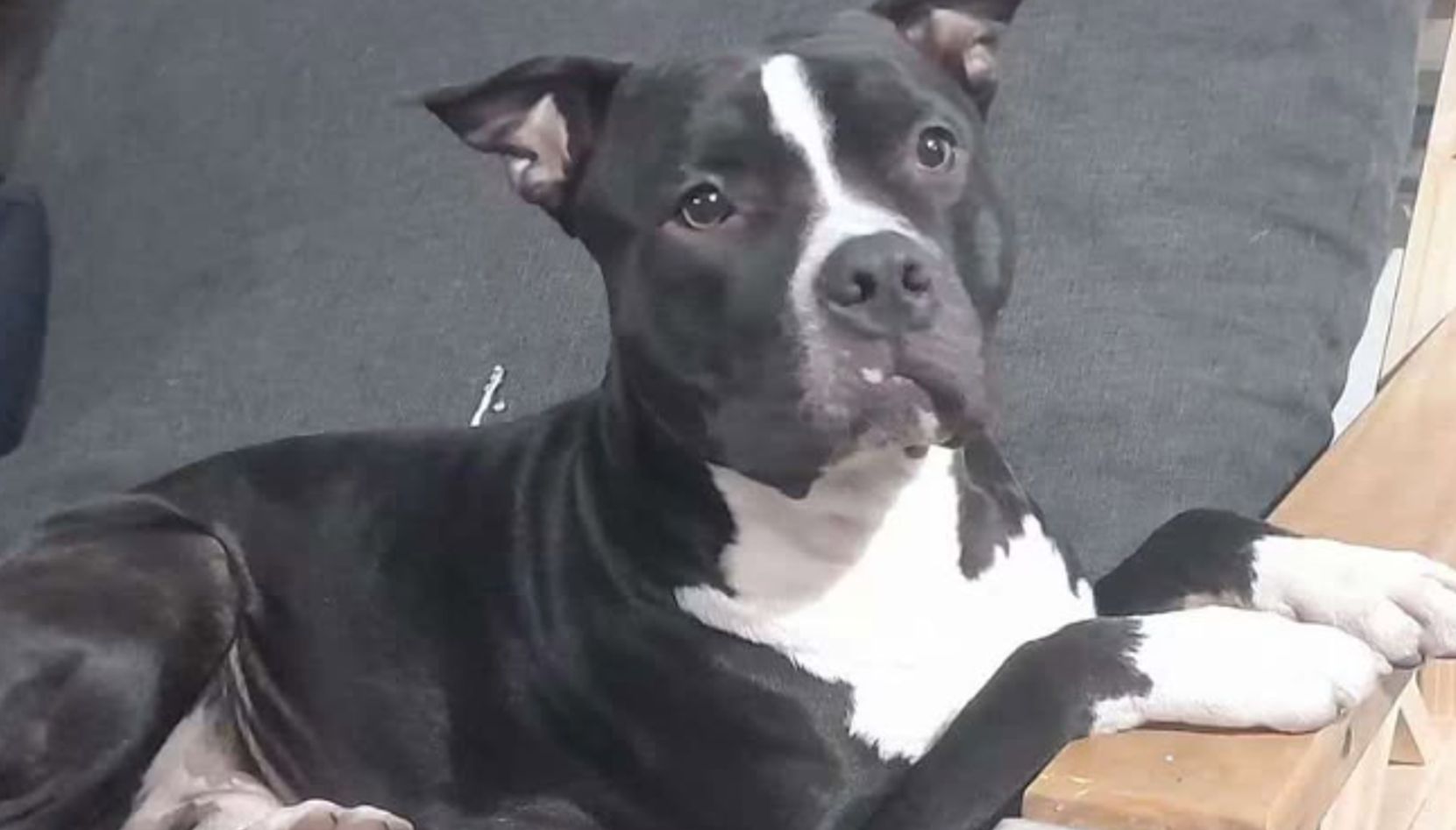 Con lágrimas en los ojos y un pedido que conmueve a todos, un niño busca desesperadamente a su perro, al que considera mucho más que una mascota: su mejor amigo.