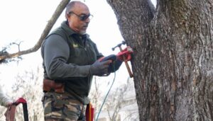 Durante la mañana de ayer, la Municipalidad de San Nicolás comenzó a realizar un tratamiento especial en los árboles de Plaza Mitre que se encuentran afectados por la presencia de claveles del aire, una especie que puede debilitarlos y perjudicar su desarrollo.