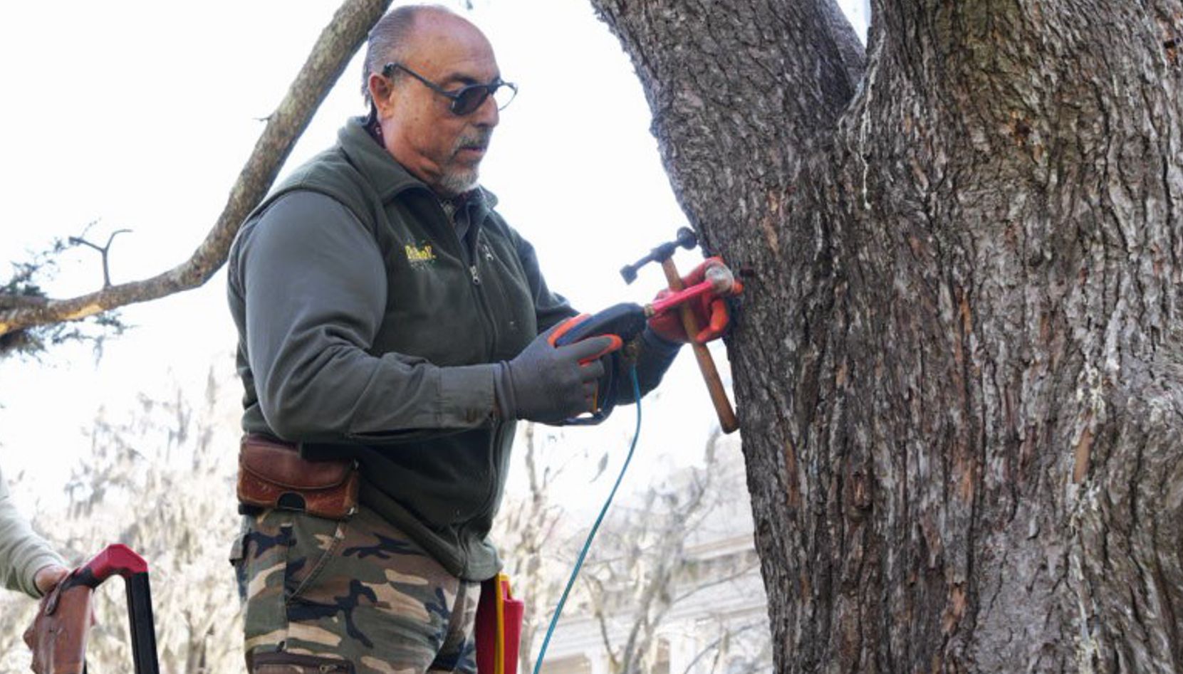 Durante la mañana de ayer, la Municipalidad de San Nicolás comenzó a realizar un tratamiento especial en los árboles de Plaza Mitre que se encuentran afectados por la presencia de claveles del aire, una especie que puede debilitarlos y perjudicar su desarrollo.