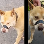 Un perro era llevado a pasear por las calles de San Nicolás con cinta adhesiva colocada sobre su hocico, una situación que generó reiteradas denuncias de vecinos y derivó en la intervención del Juzgado Municipal de Convivencia, Consumo y Faltas, que finalmente dispuso su secuestro preventivo para proteger al animal.