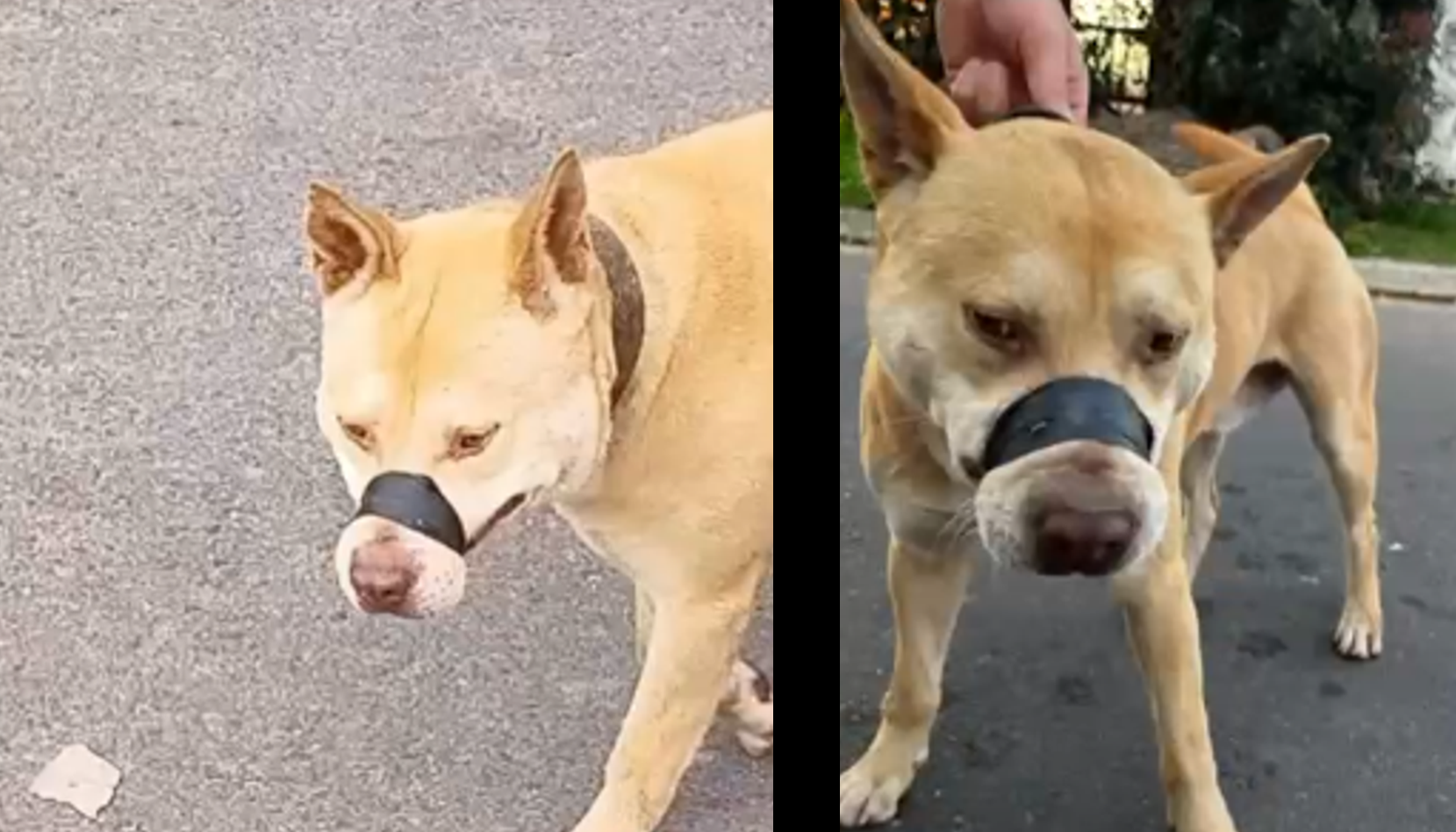 Un perro era llevado a pasear por las calles de San Nicolás con cinta adhesiva colocada sobre su hocico, una situación que generó reiteradas denuncias de vecinos y derivó en la intervención del Juzgado Municipal de Convivencia, Consumo y Faltas, que finalmente dispuso su secuestro preventivo para proteger al animal.