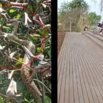 Una yarará fue hallada a pocos metros de una zona donde se encontraban turistas en el Ecoparque, generando sorpresa entre los visitantes que se encontraban disfrutando del espacio natural.